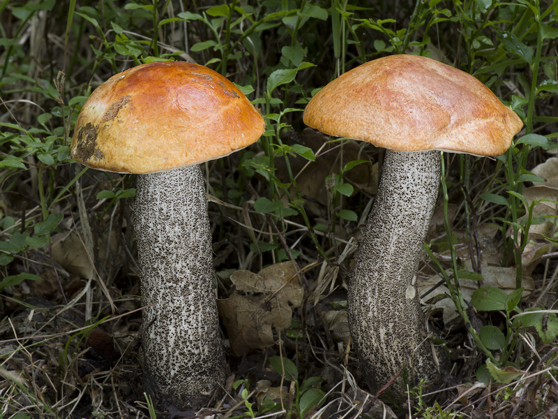 Leccinum versipelle